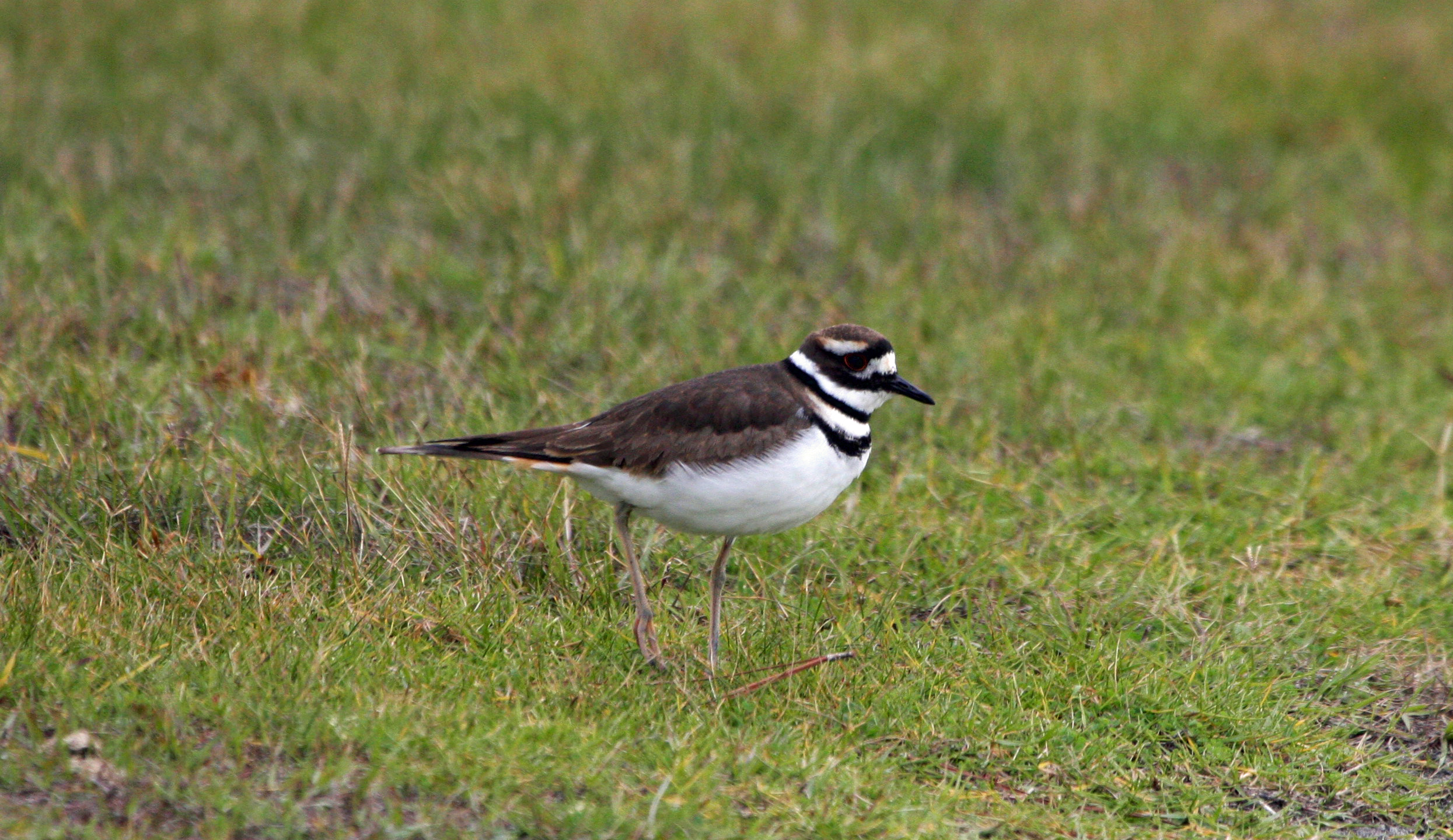 Birds of Ocracoke the Killdeer