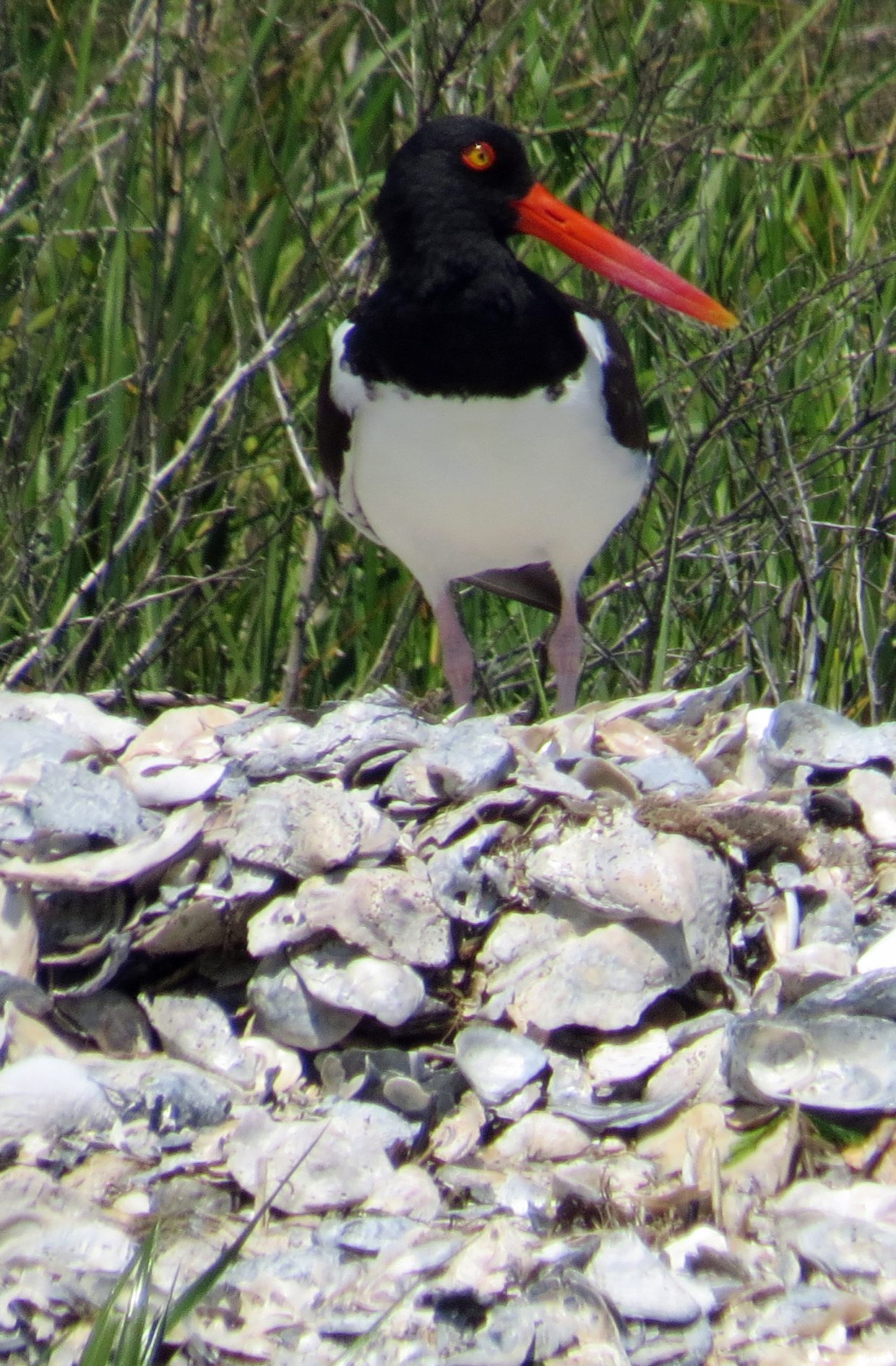 Oystercatcher North rock PS Ocracoke Observer