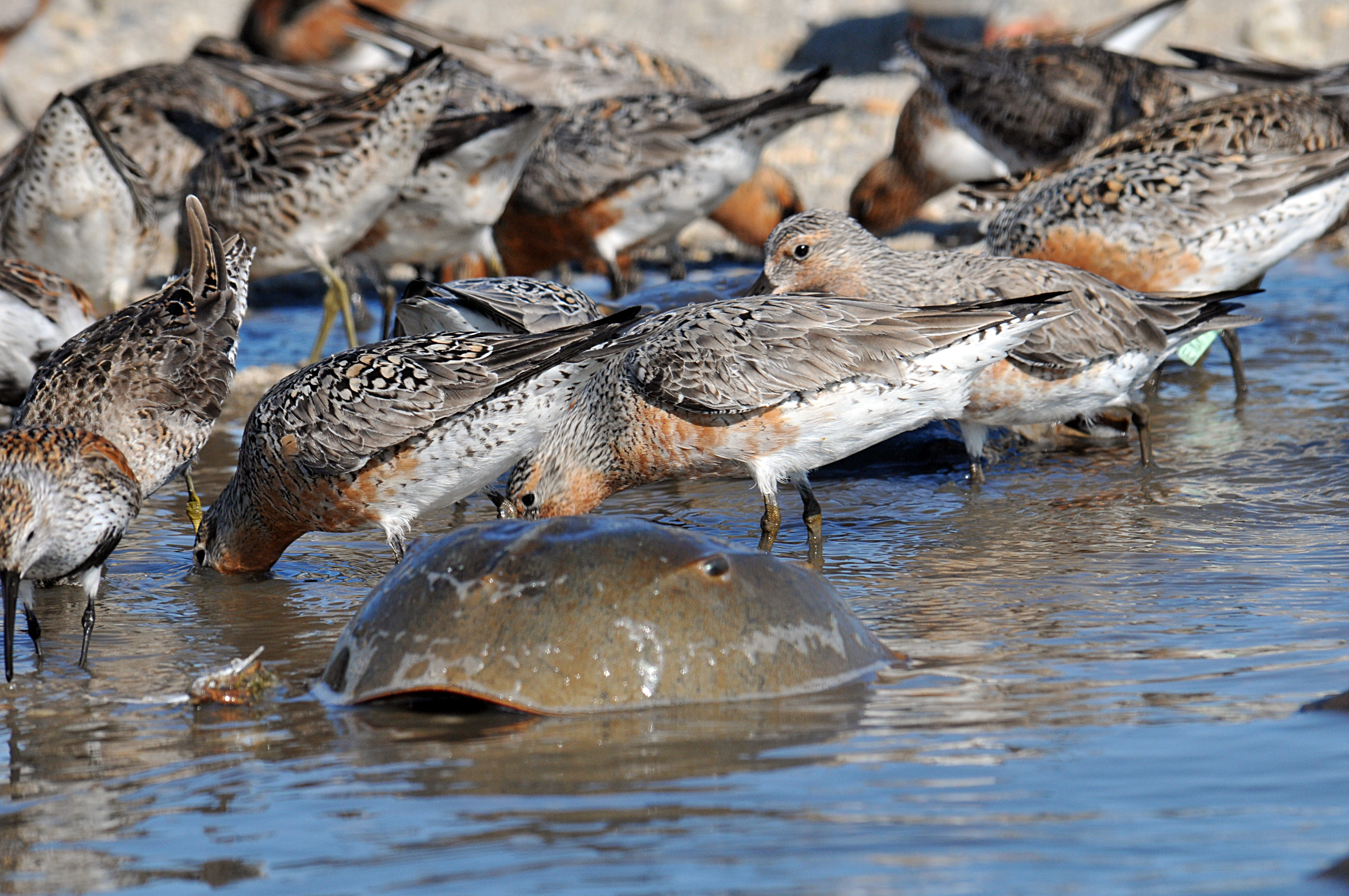 Red_knot_horseshoe_crab_feeding Ocracoke Observer