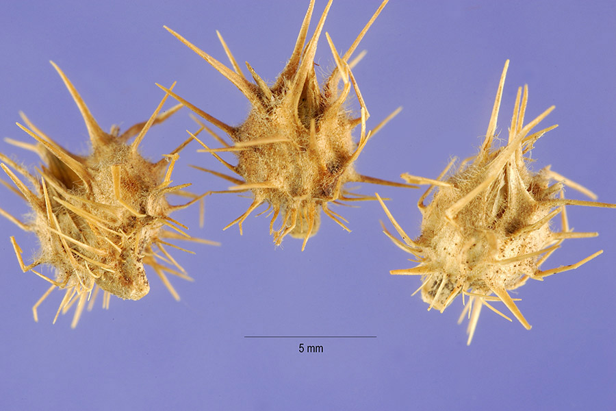 sand spur Ocracoke Observer