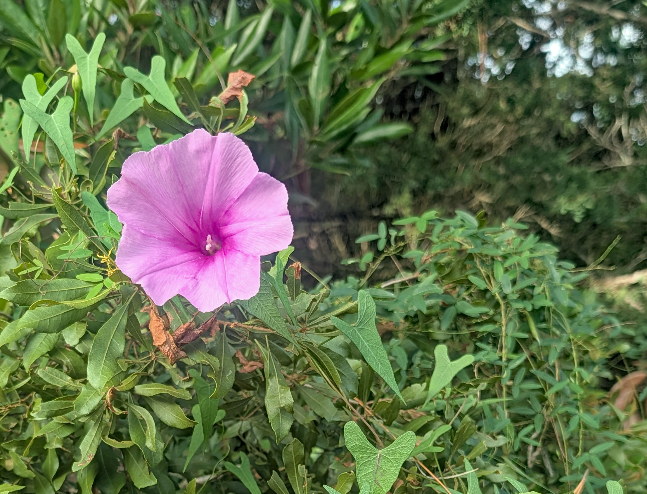 Ocracoke events Sept. 7 to 13